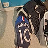Bimbo a rejoint le concours — aidez-le/la à gagner de superbes lots ! backpack, black_and_white, blue_wall, blurry, carpet, chair, clothing, dog, electrical_outlet, football_jersey, home, indoor, mbappe, pet, puppy, small_dog, soccer, sport, sports_jersey, standing