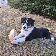Bimbo participe au concours pour gagner de l'argent avec cette photo : puppy, dog, grass, outdoor, yard, plastic_container, black_fur, white_fur, brown_fur, collar, hedge, shrub, building, window, closed_shutters, daylight, cute, pet, animal, playful