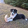 puppy, dog, grass, outdoor, yard, plastic_container, black_fur, white_fur, brown_fur, collar, hedge, shrub, building, window, closed_shutters, daylight, cute, pet, animal, playful