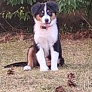 Bimbo a rejoint le concours — aidez-le/la à gagner de superbes lots ! black_and_white, brown, canine, collar, dog, fluffy, foliage, garden, grass, lawn, leaves, nature, outdoors, pet, pinecones, portrait, puppy, red_collar, sitting, tricolor