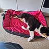 Bimbo a rejoint le concours — aidez-le/la à gagner de superbes lots ! animal, black_fur, brown_fur, cute, dog, dog_bed, floor, home, indoors, lying_down, pet, photography, pink_bed, puppy, relaxed, resting, sleeping, tile_floor, tricolor, white_fur