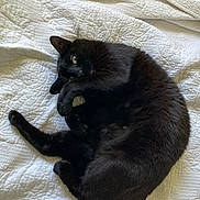 Bean is registered to the contest to win money with this photo: animal, bed, bedding, bedroom, black_cat, cat, cozy, curled_up, feline, fluffy, fur, green_eyes, indoor, lying_down, pet, playful, portrait, quilt, relaxed, sleeping