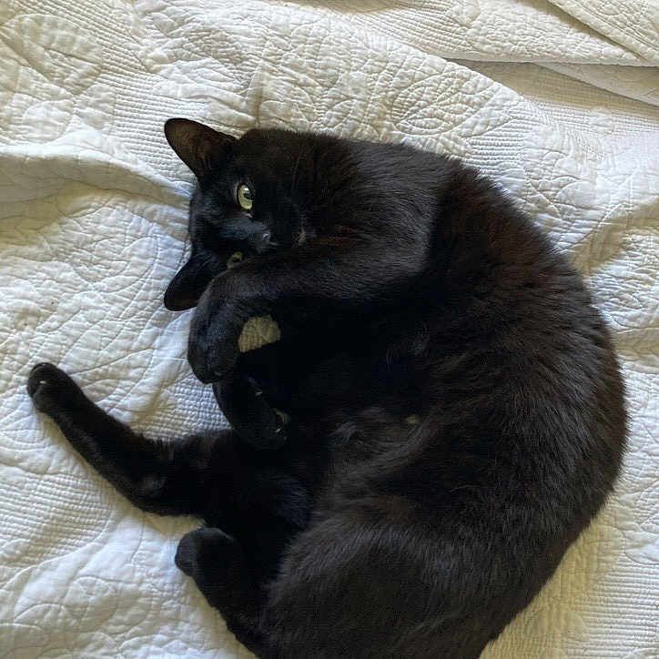 Bean is registered to the contest to win money with this photo: animal, bed, bedding, bedroom, black_cat, cat, cozy, curled_up, feline, fluffy, fur, green_eyes, indoor, lying_down, pet, playful, portrait, quilt, relaxed, sleeping
