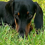 Biboune a rejoint le concours — aidez-le/la à gagner de superbes lots ! dog, dachshund, grass, outdoor, pet, animal, close_up, black, brown, canine, nature, laying, face, ears, snout, fur, eyes, green, muzzle, portrait