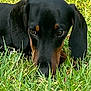 dog, dachshund, grass, outdoor, pet, animal, close_up, black, brown, canine, nature, laying, face, ears, snout, fur, eyes, green, muzzle, portrait