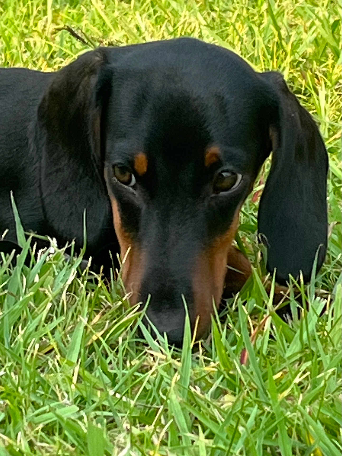 Biboune a rejoint le concours — aidez-le/la à gagner de superbes lots ! dog, dachshund, grass, outdoor, pet, animal, close_up, black, brown, canine, nature, laying, face, ears, snout, fur, eyes, green, muzzle, portrait
