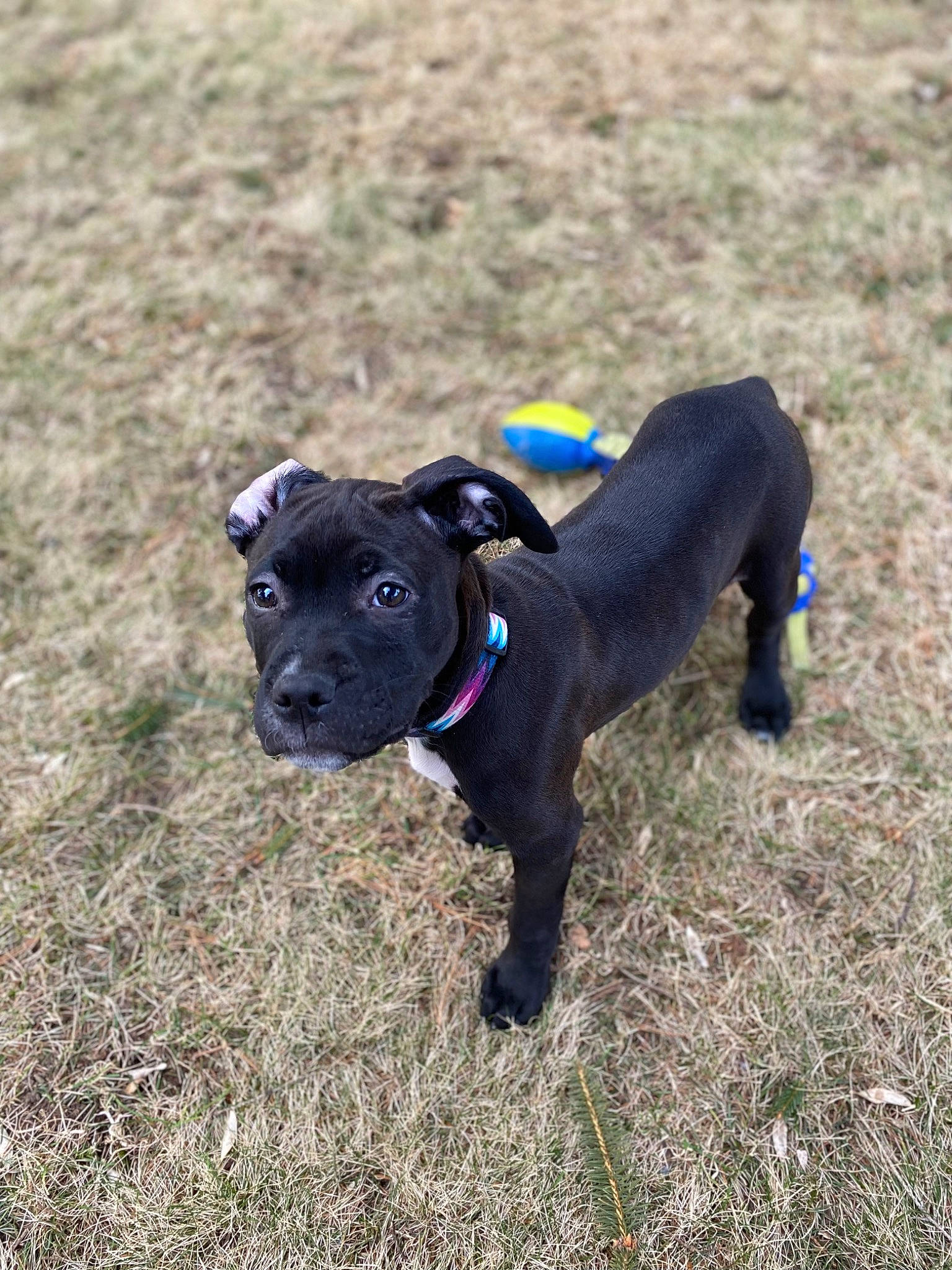 Jade joined the competition — help win amazing prizes! canidae, carnivore, collar, companion_dog, dog, dog_breed, dog_collar, dog_supply, electric_blue, fawn, grass, grassland, guard_dog, pet_supply, snout, soil, sporting_group, tail, terrestrial_animal, working_animal