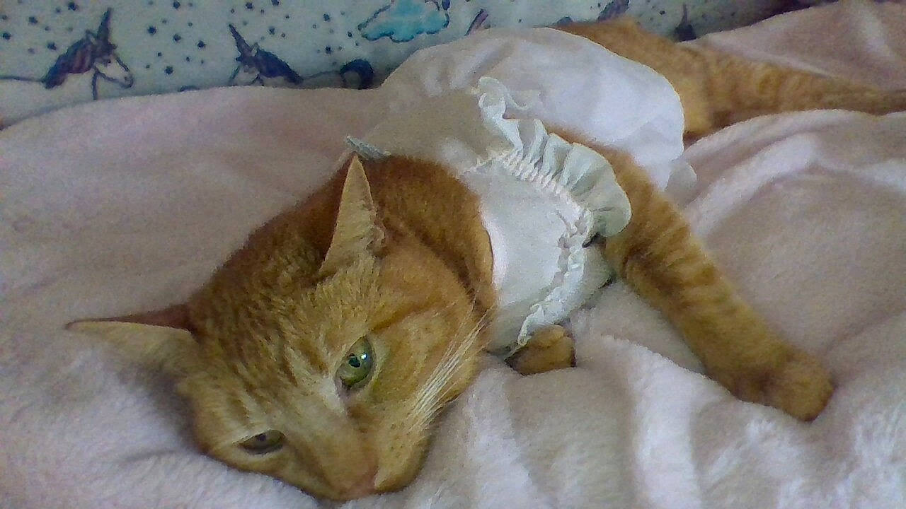 Milo is registered to the contest to win money with this photo: bed_sheet, bedding, blanket, carnivore, cat, domestic_short_haired_cat, fawn, felidae, fur, kitten, linens, nap, organism, skin, sleep, small_to_medium_sized_cats, snout, vertebrate, whiskers, yellow