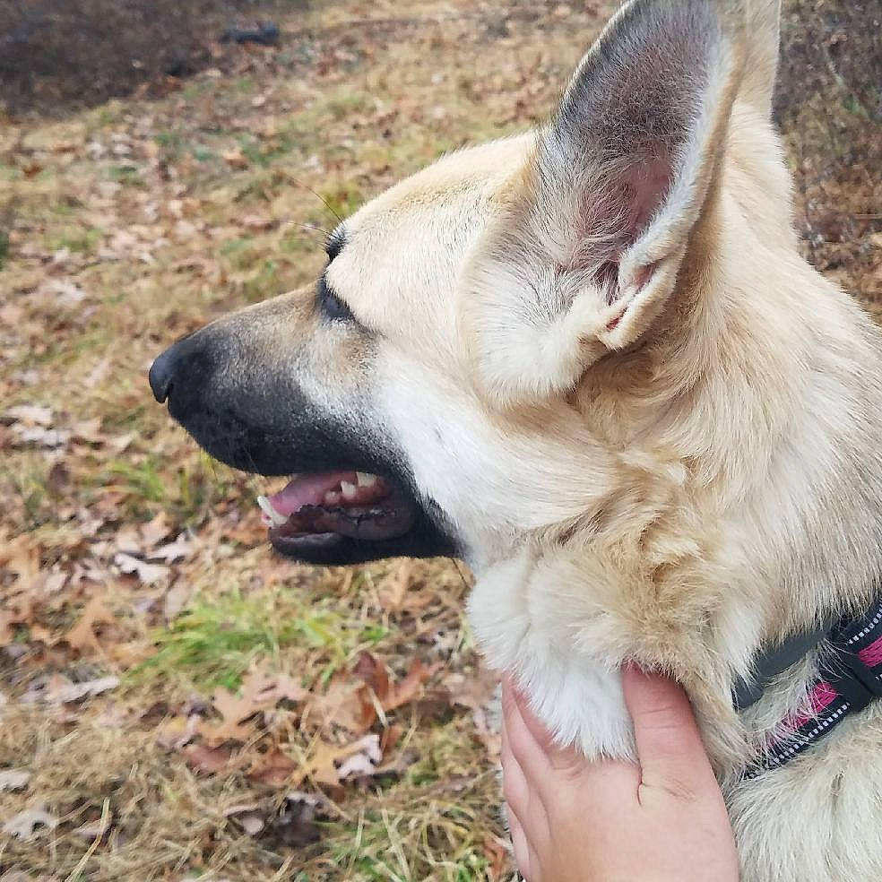 Zoey is registered to the contest to win money with this photo: canidae, carnivore, collar, dog, dog_breed, dog_collar, fawn, leash, nail, organ, snout, sporting_group, tongue, vertebrate, working_animal