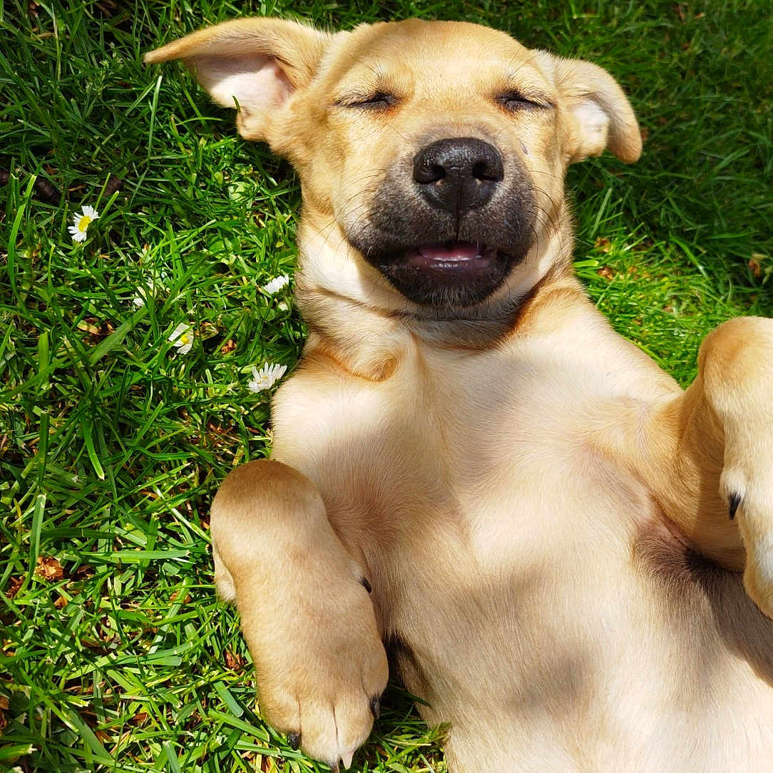 Vaya participe au concours pour gagner de l'argent avec cette photo : animal, belly, canine, dog, ears, fur, grass, happy, human_hand, nature, nose, outdoor, paw, pet, playing, relaxed, snout, summer, sunlight, tongue