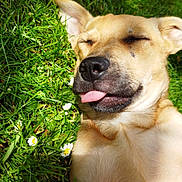 Vaya a rejoint le concours — aidez-le/la à gagner de superbes lots ! dog, grass, tongue_out, sunlight, outdoor, pet, canine, relaxed, sleeping, playful, nature, flower, greenery, animal, closeup, summer, cute, happy, daylight, paw