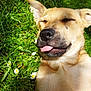 dog, grass, tongue_out, sunlight, outdoor, pet, canine, relaxed, sleeping, playful, nature, flower, greenery, animal, closeup, summer, cute, happy, daylight, paw