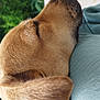 Vaya a rejoint le concours — aidez-le/la à gagner de superbes lots ! dog, close_up, ear, snout, fur, resting, cushion, blue, green, leafy_background, relaxed, pet, animal, outdoor, soft_texture, sleeping, calm, side_view, collar, companion