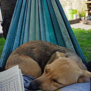 Vaya a rejoint le concours — aidez-le/la à gagner de superbes lots ! animal, closeup, comfort, daytime, dog, garden, greenery, hammock, house, leisure, outdoor, paper, peaceful, pet, pillow, relaxation, resting, sleeping, tree, word_search