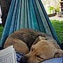 dog, sleeping, hammock, outdoor, pillow, resting, animal, pet, relaxation, garden, greenery, tree, house, word_search, paper, comfort, peaceful, leisure, daytime, closeup