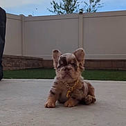 Harlem joined the competition — help win amazing prizes! puppy, dog, pet, outdoor, backyard, fence, grass, concrete, young, small, cute, collar, gold_chain, sitting, fur, ears, face, animal, canine, adorable