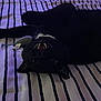 King is registered to the contest to win money with this photo: bed, bedding, black_cat, cat, closeup, cozy, dim_light, domestic, eyes, fangs, feline, indoor, lying_down, paws, pet, playful, striped_bed, toy_mouse, upside_down, whiskers
