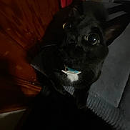 King is registered to the contest to win money with this photo: big_eyes, black_cat, blanket, cat, close_up, collar, curious, darkness, ear, fabric, fur, household, indoor, low_light, pet, portrait, reflection, whiskers, white_chest, wood_paneling