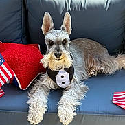 Gus is registered to the contest to win money with this photo: dog, schnauzer, tuxedo, bib, couch, blue_couch, american_flag, flags, red_pillow, star_shaped_pillow, pet, animal, fur, ears, face, outdoor, patriotic, celebration, relaxed, lying_down