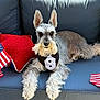dog, schnauzer, tuxedo, bib, couch, blue_couch, american_flag, flags, red_pillow, star_shaped_pillow, pet, animal, fur, ears, face, outdoor, patriotic, celebration, relaxed, lying_down