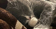 Fae joined the competition — help win amazing prizes! cat, sleeping, gray_cat, white_paws, whiskers, close_up, blanket, soft_texture, cozy, resting, indoor, pet, feline, fur, cute, relaxed, animal, domestic, comfort, warm