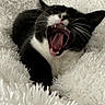 cat, yawning, black_and_white, pet, animal, feline, whiskers, teeth, tongue, fur, cozy, blanket, soft, resting, indoor, cute, closeup, sleepy, mouth_open, relaxed