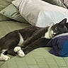 Fae is registered to the contest to win money with this photo: cat, tuxedo_cat, bed, pillow, towel, green_bedding, indoor, resting, relaxed, pet, feline, fur, whiskers, animal, cute, cozy, sleepy, domestic_cat, household, soft