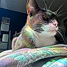 Fae is registered to the contest to win money with this photo: cat, indoor, bed, blanket, rainbow_light, feline, whiskers, closeup, relaxing, cozy, window_light, colorful, pet, domestic_animal, fur, resting, side_view, soft_texture, house, room