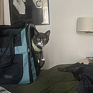 Fae is registered to the contest to win money with this photo: cat, pet_carrier, tuxedo_cat, bed, blanket, indoor, lamp, portrait, black_and_white, curious, furniture, animal, pet, face, whiskers, ears, fabric, zipper, mesh, home