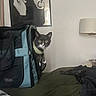 cat, pet_carrier, tuxedo_cat, bed, blanket, indoor, lamp, portrait, black_and_white, curious, furniture, animal, pet, face, whiskers, ears, fabric, zipper, mesh, home