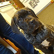 Tank joined the competition — help win amazing prizes! artwork, black, brindle, brown, canine, curious, dog, domestic, floor, indoor, jeans, kitchen, legs, looking_up, person, pet, puppy, refrigerator, tile_floor, young