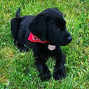 Bandy participe au concours pour gagner de l'argent avec cette photo : adorable, animal, bandana, black_dog, canine, collar, cute, dog, fluffy, grass, grass_field, greenery, lying_down, nature, outdoor, pet, playful, puppy, small_dog, young_dog