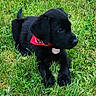 adorable, animal, bandana, black_dog, canine, collar, cute, dog, fluffy, grass, grass_field, greenery, lying_down, nature, outdoor, pet, playful, puppy, small_dog, young_dog
