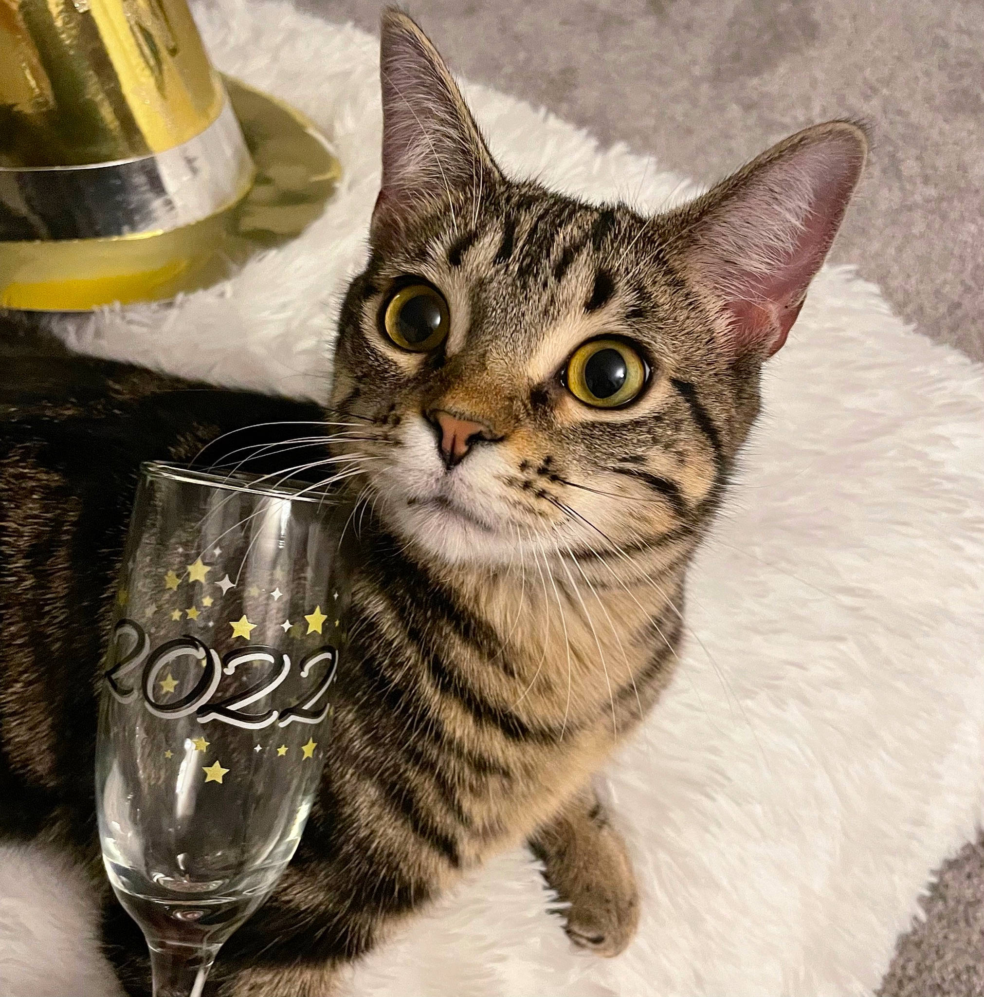 Tony joined the competition — help win amazing prizes! barware, carnivore, cat, cylinder, domestic_short_haired_cat, drink, drinkware, felidae, fur, glass, paw, photo_caption, serveware, small_to_medium_sized_cats, snout, stemware, tableware, terrestrial_animal, whiskers, window