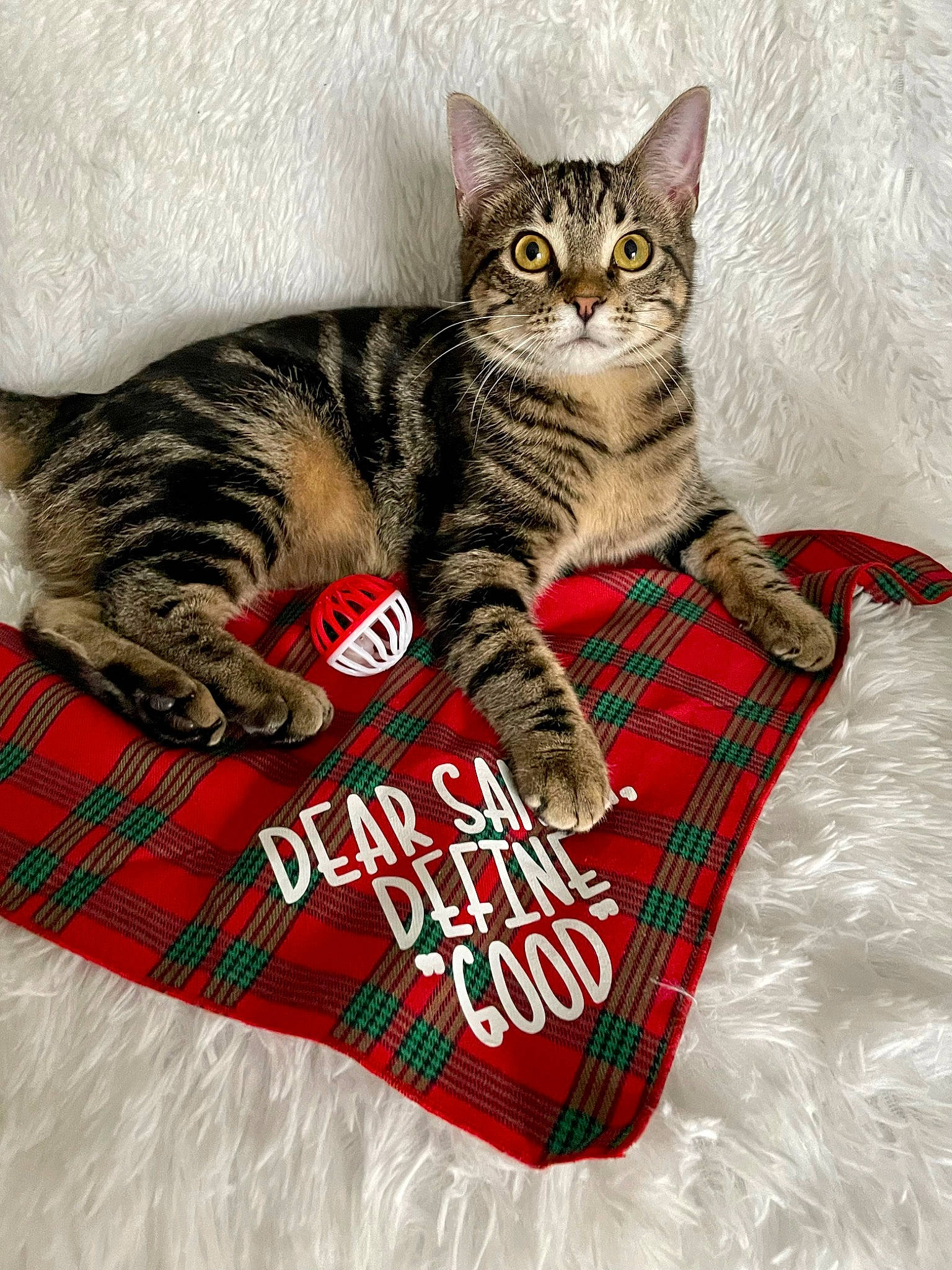 Tony is registered to the contest to win money with this photo: carnivore, cat, cat_supply, claw, comfort, domestic_short_haired_cat, felidae, fur, linens, pattern, paw, pet_supply, photo_caption, sitting, small_to_medium_sized_cats, snout, tail, whiskers