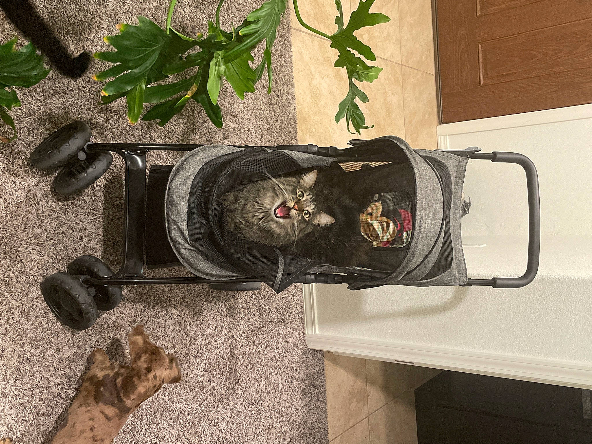 Grizzly is registered to the contest to win money with this photo: audio_equipment, backpack, bag, boot, carnivore, flooring, flowerpot, gas, hardwood, hat, herb, houseplant, luggage_and_bags, personal_protective_equipment, plant, room, sculpture, table, tree, wood