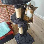 Arès a rejoint le concours — aidez-le/la à gagner de superbes lots ! cat, cat_tree, indoor, curious, whiskers, wooden_floor, brick_wall, blanket, furniture, pet, playful, animal, cozy, paw, scratching_post, multi_level, fur, ears, climbing, looking_up