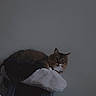 Arès participe au concours pour gagner de l'argent avec cette photo : cat, cat_tree, indoor, furniture, pet, animal, fur, fluffy, looking, bed, blanket, soft, cozy, resting, curious, wall, text_overlay, hello, domestic, cute