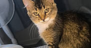 Arès a rejoint le concours — aidez-le/la à gagner de superbes lots ! cat, tabby, indoor, bed, pillow, blanket, curtains, fan, pet, animal, feline, cozy, looking, alert, whiskers, fur, domestic, cute, resting, home