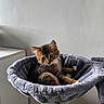 Arès a rejoint le concours — aidez-le/la à gagner de superbes lots ! cat, kitten, tabby, pet, feline, animal, indoor, cozy, soft, hammock, bed, fur, whiskers, cute, resting, comfort, young, curious, eyes, home