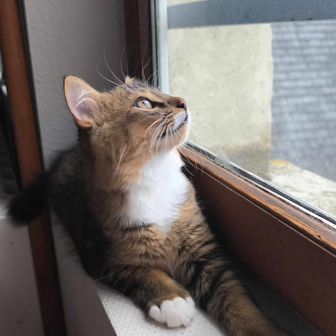 Arès participe au concours pour gagner de l'argent avec cette photo : cat, windowsill, indoor, curious, feline, pet, fur, whiskers, paw, relaxed, daylight, window, looking_up, domestic_animal, animal, cute, mammal, resting, cozy, brown_tabby