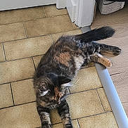 Hela a rejoint le concours — aidez-le/la à gagner de superbes lots ! cat, tortoiseshell, indoor, floor, tile_floor, door, relaxed, pet, animal, feline, stretching, fur, whiskers, tail, home, cozy, resting, cute, mammal, domestic