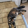 cat, tortoiseshell, indoor, floor, tile_floor, door, relaxed, pet, animal, feline, stretching, fur, whiskers, tail, home, cozy, resting, cute, mammal, domestic