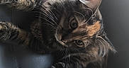 Hela a rejoint le concours — aidez-le/la à gagner de superbes lots ! cat, tabby_cat, feline, pet, animal, fur, whiskers, leather_chair, blue, indoor, cute, relaxed, sitting, looking_up, domestic_animal, soft_light, close_up, young_cat, striped_fur, curious