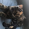 cat, tabby_cat, feline, pet, animal, fur, whiskers, leather_chair, blue, indoor, cute, relaxed, sitting, looking_up, domestic_animal, soft_light, close_up, young_cat, striped_fur, curious