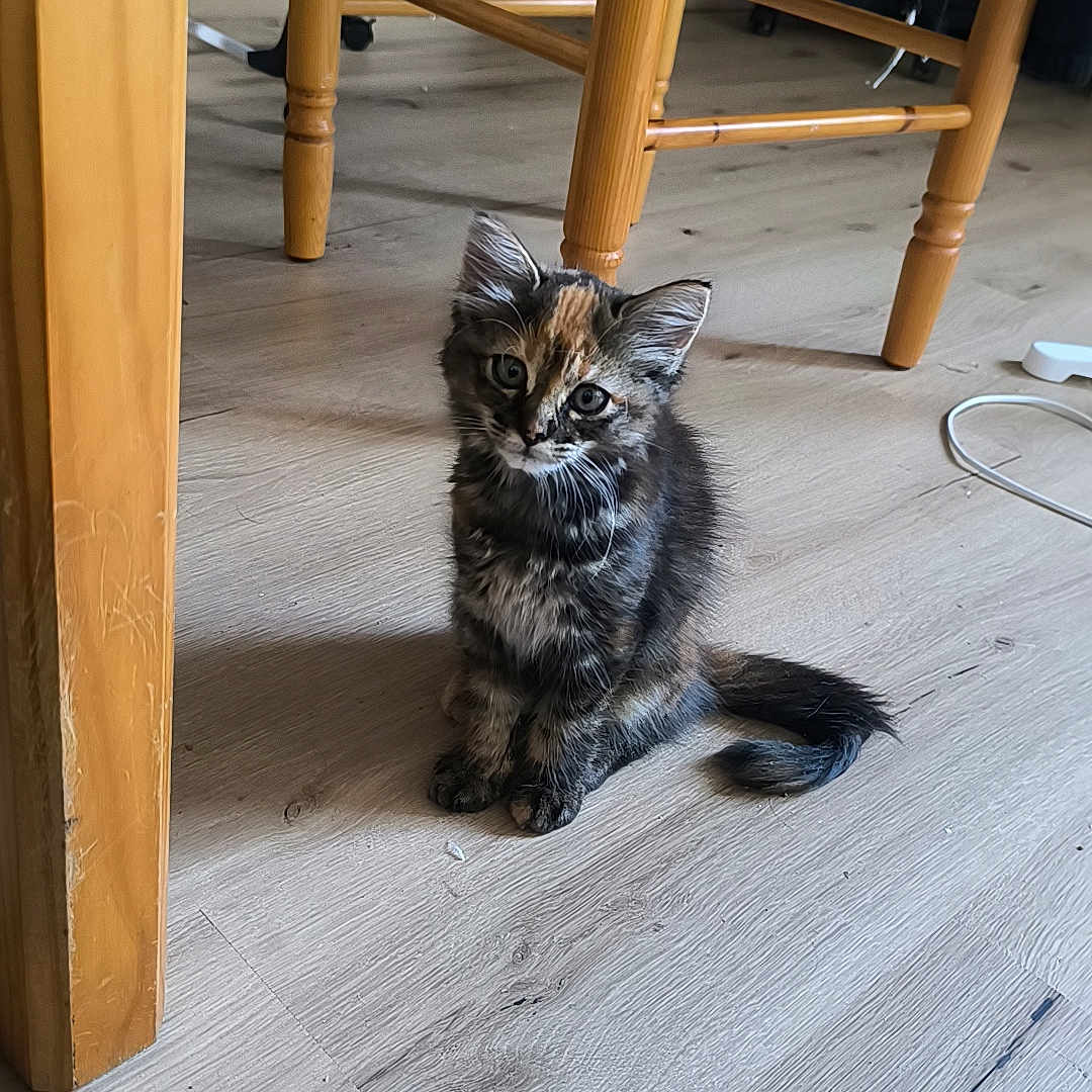 Hela participe au concours pour gagner de l'argent avec cette photo : kitten, cat, indoor, wooden_floor, wooden_chair, furniture, pet, animal, small, cute, curious, fur, domestic, floor, sitting, young, household, eyes, tail, background