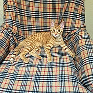 Malcolm joined the competition — help win amazing prizes! animal, armchair, cat, cozy, cute, domestic, ears, fabric, furniture, indoor, orange_tabby, pattern, paws, pet, plaid, relaxed, resting, striped, tail, whiskers