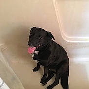 Chase Stiles joined the competition — help win amazing prizes! animal, bathroom, bathtub, black_dog, canine, companion, cute, dog, domestic_animal, ears, floor, happy, indoor, looking_up, paw, pet, sitting, tail, tongue_out, white_patch