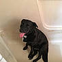 animal, bathroom, bathtub, black_dog, canine, companion, cute, dog, domestic_animal, ears, floor, happy, indoor, looking_up, paw, pet, sitting, tail, tongue_out, white_patch