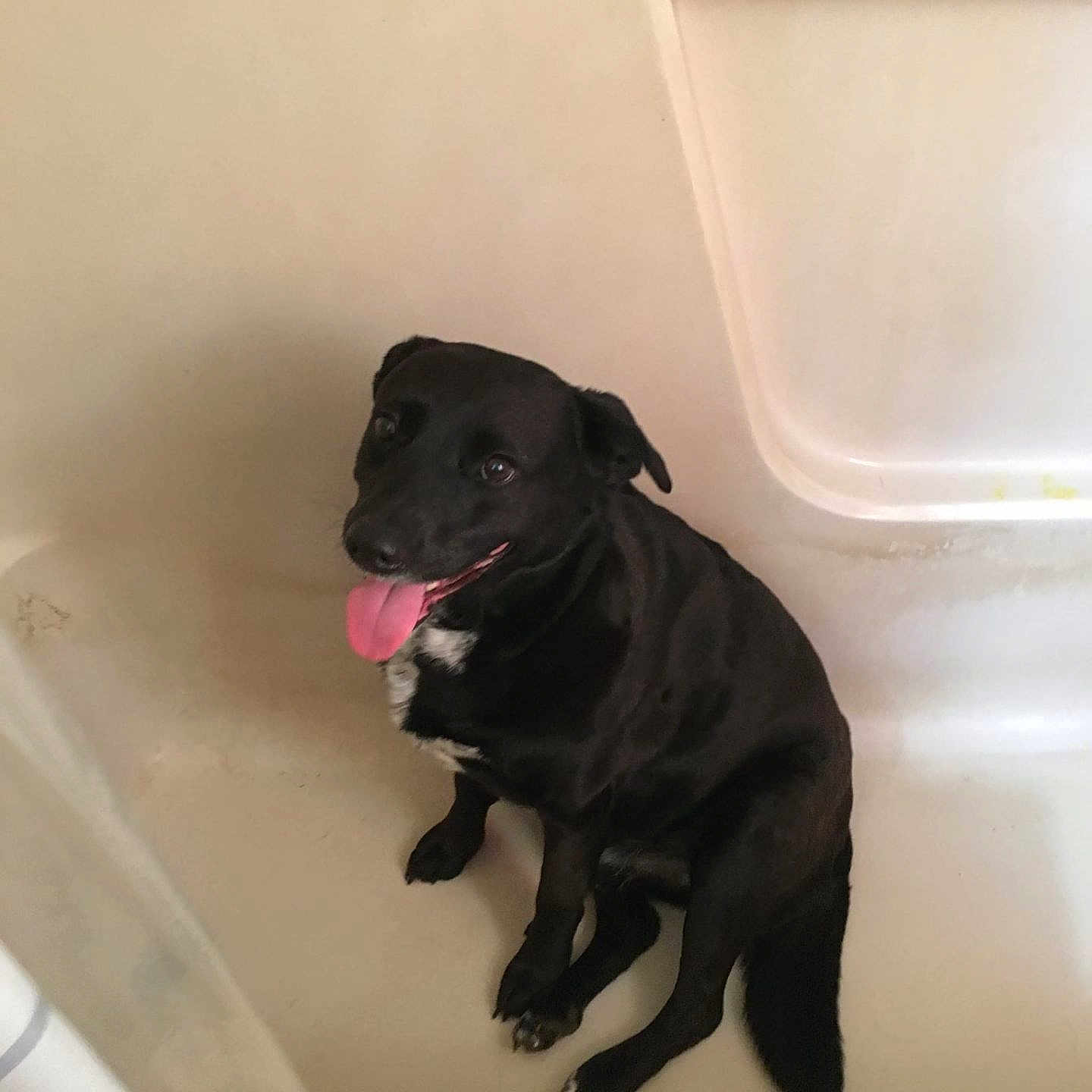 Chase Stiles joined the competition — help win amazing prizes! animal, bathroom, bathtub, black_dog, canine, companion, cute, dog, domestic_animal, ears, floor, happy, indoor, looking_up, paw, pet, sitting, tail, tongue_out, white_patch